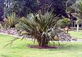 WANDERING PALM